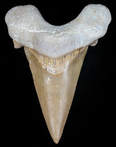 Auriculatus Shark Tooth - Dakhla, Morocco (Restored) #58421
